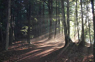 2016年环球针叶材买卖量无望持续立异高